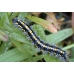 Scarlet Tiger Moth dominula 10 larvae 